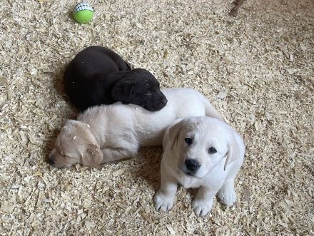 Labrador Welpen