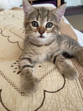 Drei Kätzchen und ihre Katzenmama in liebevolle Hände abzugeben