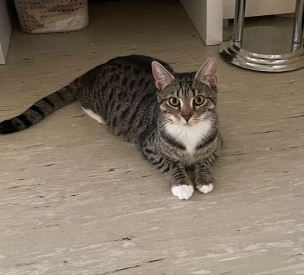 Drei Kätzchen und ihre Katzenmama in liebevolle Hände abzugeben