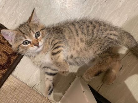 Drei Kätzchen und ihre Katzenmama in liebevolle Hände abzugeben