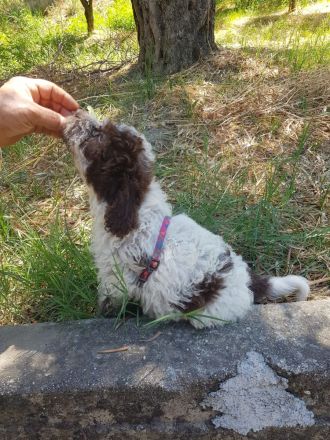 Lagotto Romagnolo Welpen