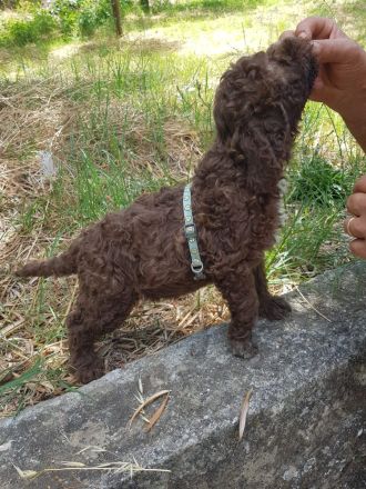Lagotto Romagnolo Welpen