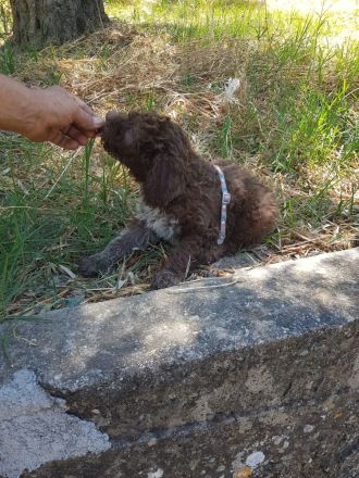 Lagotto Romagnolo Welpen