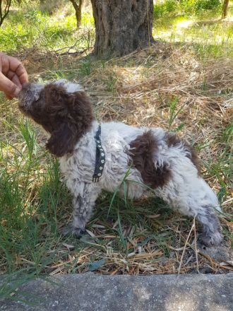 Lagotto Romagnolo Welpen