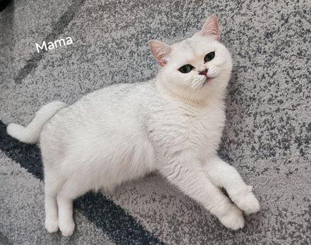 Reinrassige BKH kitten