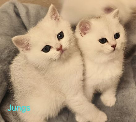 Reinrassige BKH kitten