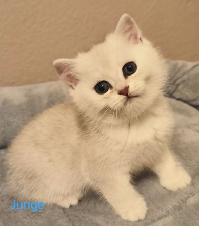 Reinrassige BKH kitten