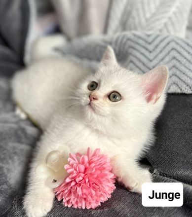 Reinrassige BKH kitten