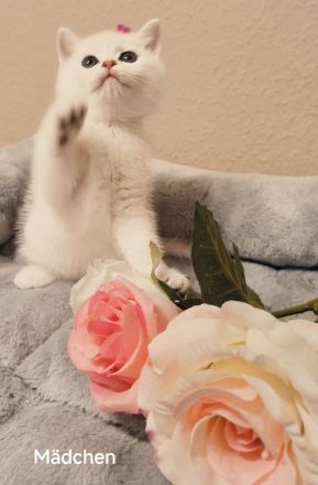 Reinrassige BKH kitten