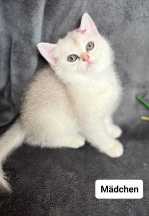 Reinrassige BKH kitten