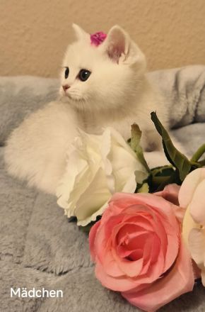 Reinrassige BKH kitten