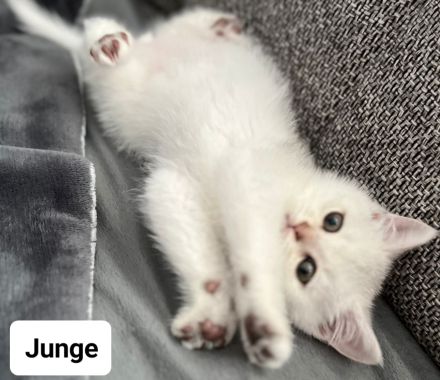 Reinrassige BKH kitten