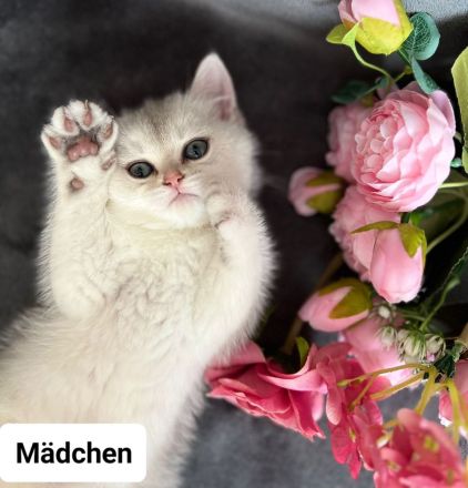 Reinrassige BKH kitten