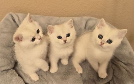 Reinrassige BKH kitten
