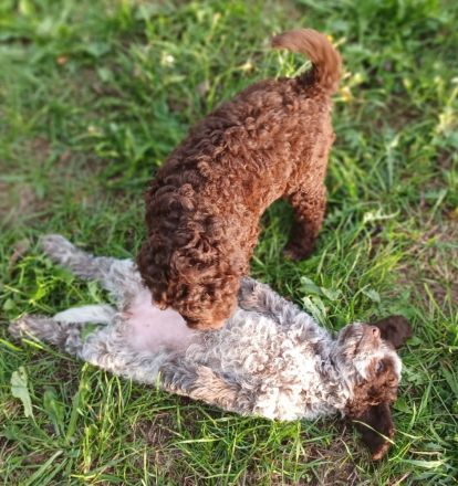 Lagotto Romagnolo