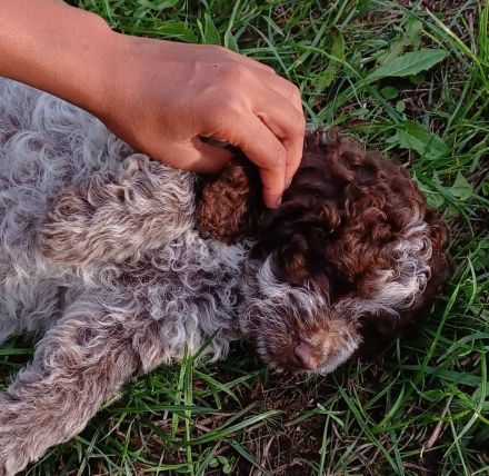 Lagotto Romagnolo