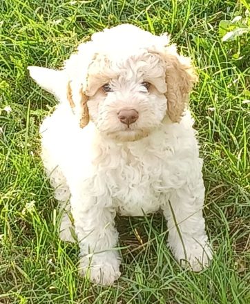 Lagotto Romagnolo