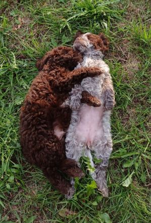 Lagotto Romagnolo