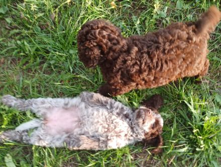 Lagotto Romagnolo