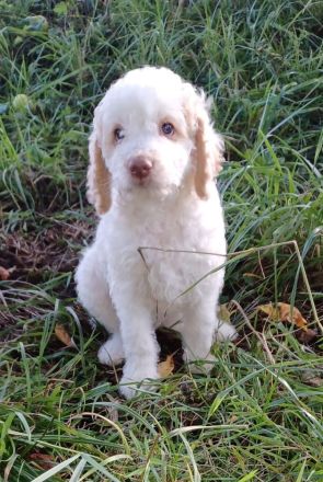 Lagotto Romagnolo