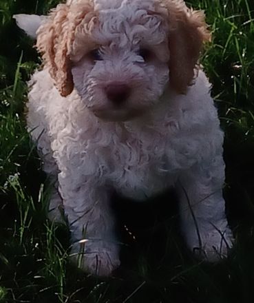 Lagotto Romagnolo