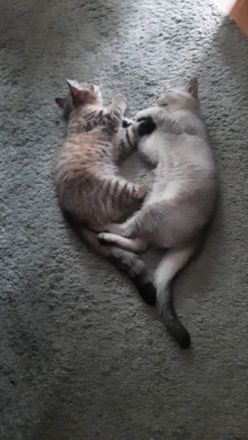 BKH Kitten 03.04.2023 männlich + weiblich