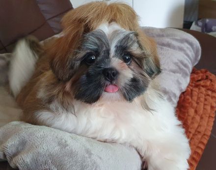 Süßer Shih Tzu Welpe sucht neues Zuhause
