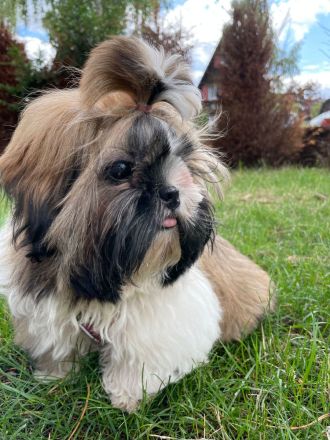 Süßer Shih Tzu Welpe sucht neues Zuhause
