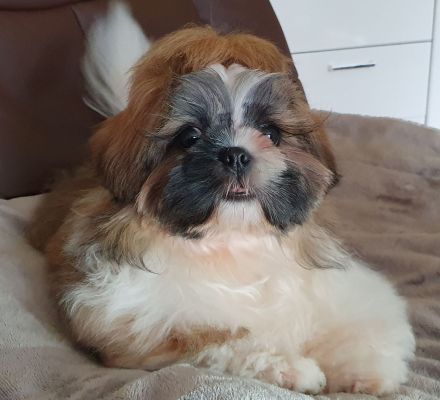 Süßer Shih Tzu Welpe sucht neues Zuhause