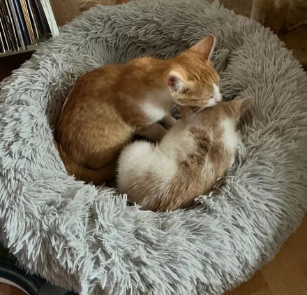 Süsse Katzenbabys abzugeben