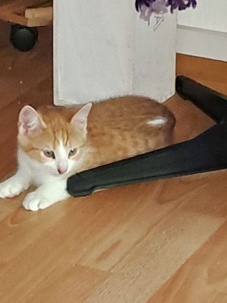 Süsse Katzenbabys abzugeben