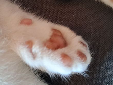 Süsse Katzenbabys abzugeben