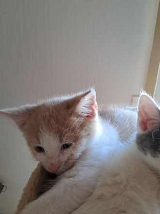 Süsse Katzenbabys abzugeben