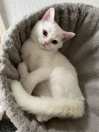 Bkh Kitten suchen ein schönes zu Hause