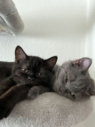 Bkh Kitten suchen ein schönes zu Hause