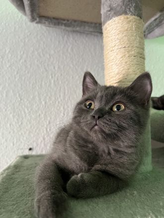 Bkh Kitten suchen ein schönes zu Hause