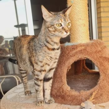 Yuno, Einzelprinzessin