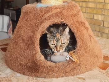 Yuno, Einzelprinzessin