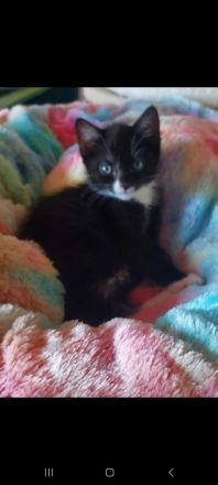 Katzenkinder aus privatem Tierschutz