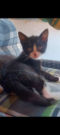 Katzenkinder aus privatem Tierschutz