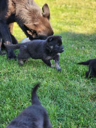 Deutsche Schäferhund Welpen grau/schwarz
