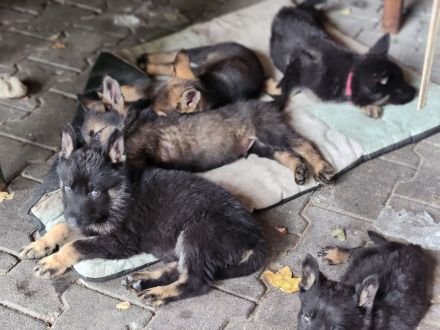 Deutsche Schäferhund Welpen grau/schwarz