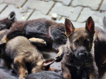 Deutsche Schäferhund Welpen grau/schwarz