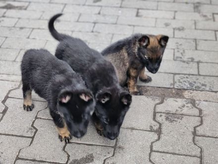 Deutsche Schäferhund Welpen grau/schwarz