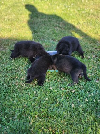 Deutsche Schäferhund Welpen grau/schwarz