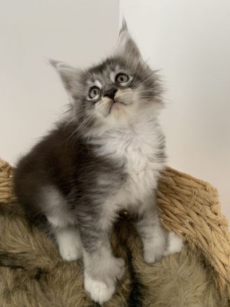 https://mugentekimainecoons.jimdofree.com/kitten/