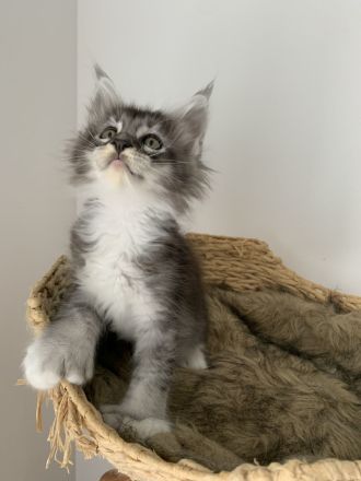 https://mugentekimainecoons.jimdofree.com/kitten/
