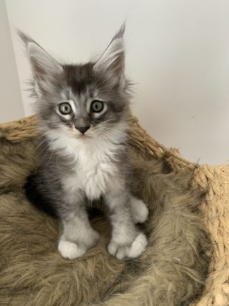 https://mugentekimainecoons.jimdofree.com/kitten/
