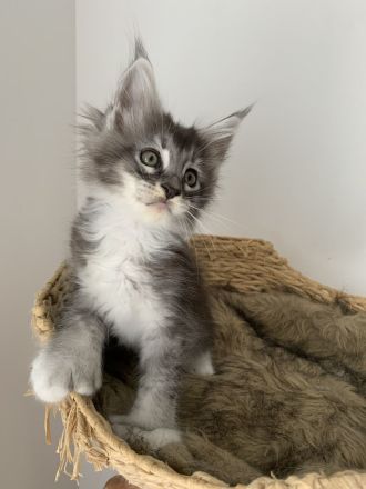 https://mugentekimainecoons.jimdofree.com/kitten/