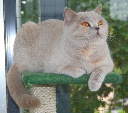 zwingervomaalemannufer